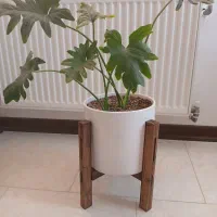 گل طبیعی|گل و گیاه طبیعی|صدرا-فارس, فاز ۱|دیوار