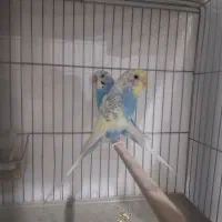 مرغ عشق مولد.نفچ|پرنده|کرج, آق تپه|دیوار