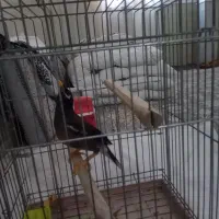 فروش یا معاوضه یک عدد مرغ مینا و قناری|پرنده|قم, ولیعصر|دیوار