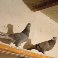 کبوتر پرشی کاشان فروشی