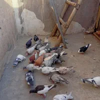 پرنده‌کبوتر|پرنده|اهواز, کمپلو جنوبی|دیوار