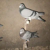 کبوتر پلاکی