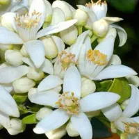 عرق بهارنارنج