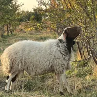 گوسفند (قوچ)