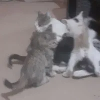 حمایت از بچه گربهای دوماهه به صورت رایگان|گربه|شهریار, شهریار|دیوار