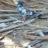 کبوتر پاکستانی ساعت بالا|پرنده|رویدر, |دیوار