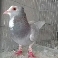 ۲ تا نر نقره ای پلنگ پدر و پسر|پرنده|کرمان, |دیوار