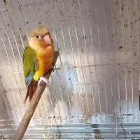 فروش طوطی گرینچیک ،تراکوییس،خورشیدی|پرنده|آمل, |دیوار