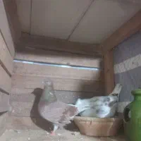 کبوتر|پرنده|سنگر, |دیوار