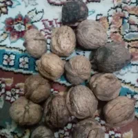 گردوی مغز سفید امسال