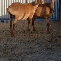 ۲میش چینی۷۲و۱بز۱۳۷۰۰وبره ماده چینی ۱۶وقوچ۶۸اسفدن