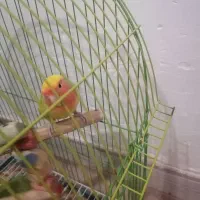 طوطی برزیلی نروماده|پرنده|هشتگرد, شهرک بعثت|دیوار