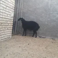 فروش شیشک نزاییده یک سال و نیمه