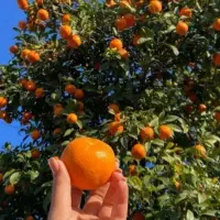 چیدن میوه باغچه فقط خانم|استخدام سرایداری و نظافت|دزفول, |دیوار