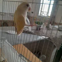 کوتوله برزیلی
