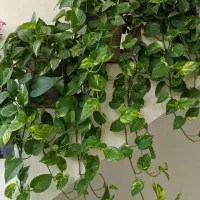 گلدون هات رو زنده کن