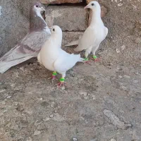 سه تاحیون پرشی|پرنده|نیشابور, ریوند|دیوار