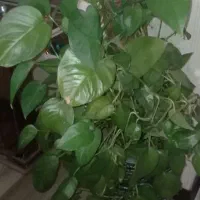 فروش گل آپارتمانی سرحال