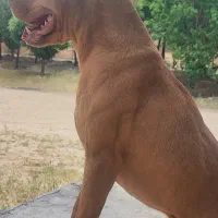 سگ پیتبول شجره دار