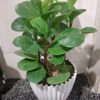 انواع خدمات باغبانی|خدمات باغبانی و درختکاری|اهواز, کیانپارس |دیوار