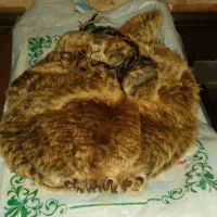 فروش خیگ روغن محلی