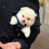 پامرجیبی فنجونی سایز تیکاب