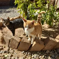 گربه رایگان|گربه|تربت‌حیدریه, بالا ولایت|دیوار