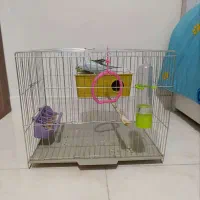 مرغ عشق یک جفت با قفس