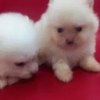 توله سگ|سگ|وحیدیه, |دیوار