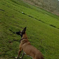 سگ مالینوز|سگ|جیرفت, |دیوار