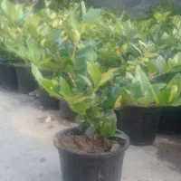 فروش پالم و یاس هلندی|گل و گیاه طبیعی|رحیمآباد, |دیوار