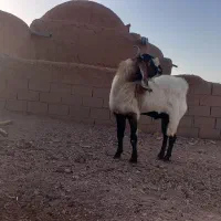 چبش|حیوانات مزرعه|بجستان, |دیوار