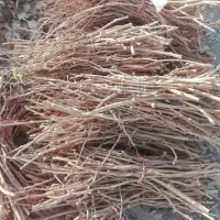 قلمه انگور بدون ریشه