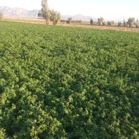 فروش فوریه زمین کشاورزی