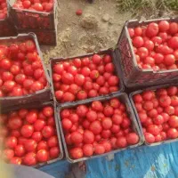 گوجه ربی درجه یک