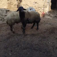فروش قوچ داشتی|حیوانات مزرعه|دیواندره, |دیوار