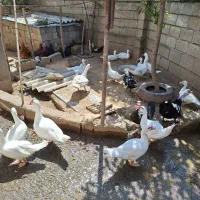 فروش اردک روسی نر و ماده زنده|حیوانات مزرعه|دابودشت, |دیوار