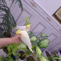 عروس هلندی دستی