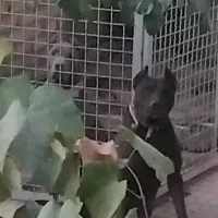 سگ پیت بول|سگ|سامن, |دیوار