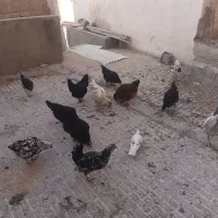 دو عدد مرغ گلپایگانی