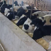 گوساله خارجی