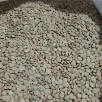 عدس دیمی نمین