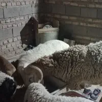 قوچ و گوسفند بوری