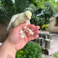 تخم لاری تخم برهمادوتاشم دارم|حیوانات مزرعه|آستارا, |دیوار