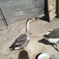 غاز|حیوانات مزرعه|نیشابور, مازول|دیوار