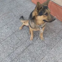 سگ ژرمن|سگ|زرند, |دیوار