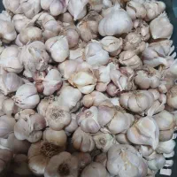 سیر تمیز شده ۱۲ کیلو