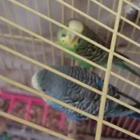 مرغ عشق های مولد و خریدار طوطی برزیلی و مینا و ع|پرنده|تبریز, |دیوار