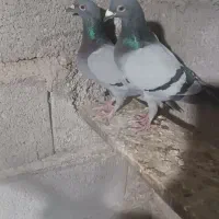 نر ماده