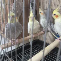 عروس هلندی|پرنده|قم, شاه سید علی|دیوار